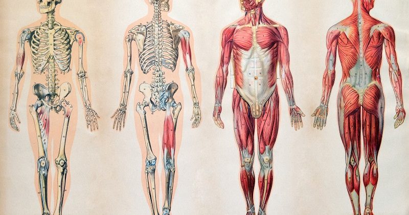 anatomia prawidłowa człowieka